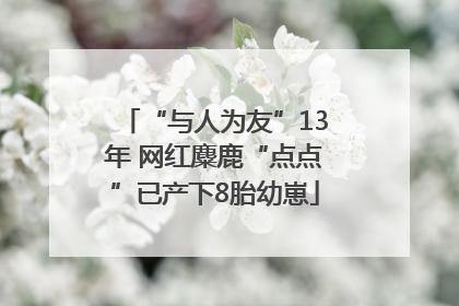 “与人为友”13年 网红麋鹿“点点”已产下8胎幼崽
