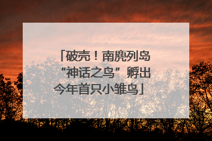 破壳！南麂列岛“神话之鸟”孵出今年首只小雏鸟