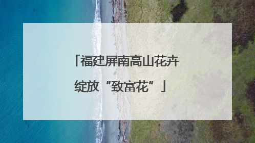 福建屏南高山花卉绽放“致富花”