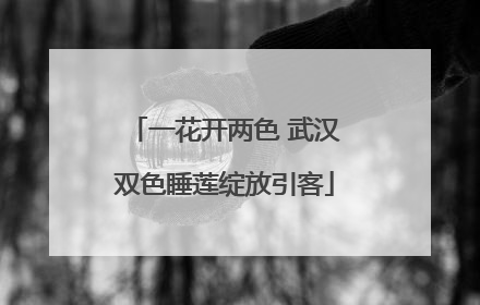 一花开两色 武汉双色睡莲绽放引客