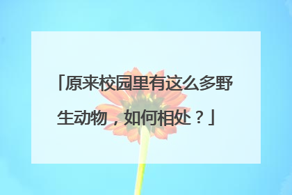 原来校园里有这么多野生动物，如何相处？