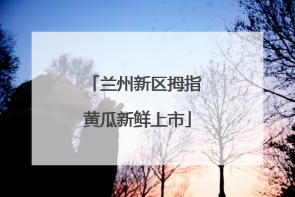 兰州新区拇指黄瓜新鲜上市