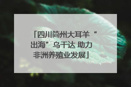 四川简州大耳羊“出海”乌干达 助力非洲养殖业发展