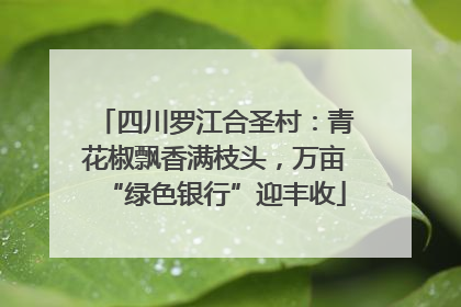 四川罗江合圣村：青花椒飘香满枝头，万亩“绿色银行”迎丰收