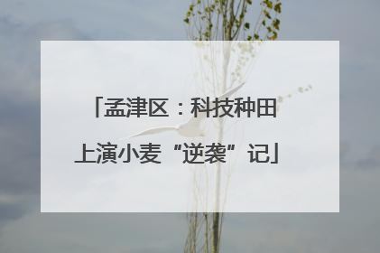 孟津区：科技种田 上演小麦“逆袭”记