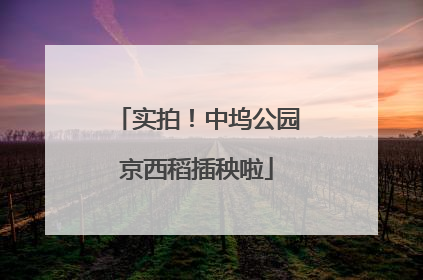 实拍！中坞公园京西稻插秧啦
