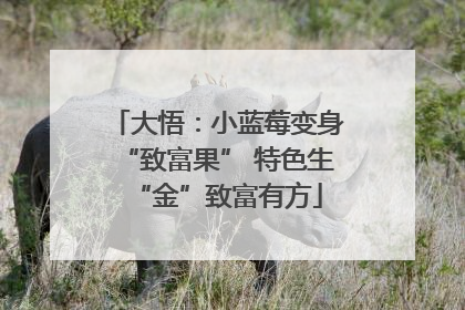 大悟：小蓝莓变身“致富果” 特色生“金”致富有方