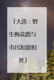 大连：野生梅花鹿与市民和谐相处