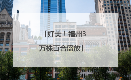 好美！福州3万株百合盛放