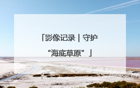 影像记录｜守护“海底草原”