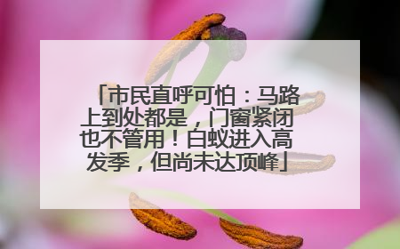 市民直呼可怕：马路上到处都是，门窗紧闭也不管用！白蚁进入高发季，但尚未达顶峰