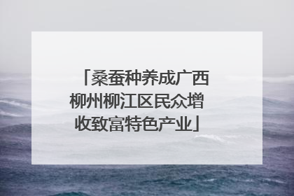 桑蚕种养成广西柳州柳江区民众增收致富特色产业