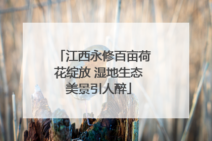 江西永修百亩荷花绽放 湿地生态美景引人醉