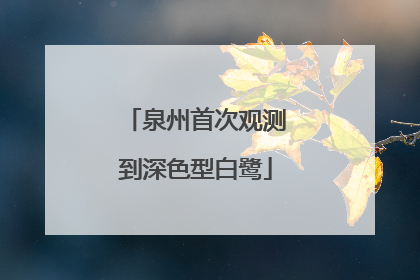 泉州首次观测到深色型白鹭
