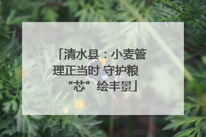 清水县：小麦管理正当时 守护粮“芯”绘丰景