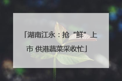湖南江永：抢“鲜”上市 供港蔬菜采收忙