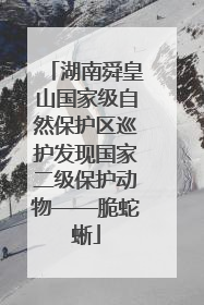 湖南舜皇山国家级自然保护区巡护发现国家二级保护动物——脆蛇蜥