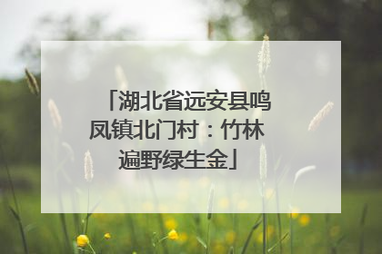 湖北省远安县鸣凤镇北门村：竹林遍野绿生金