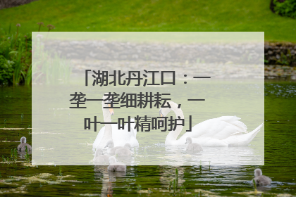 湖北丹江口：一垄一垄细耕耘，一叶一叶精呵护
