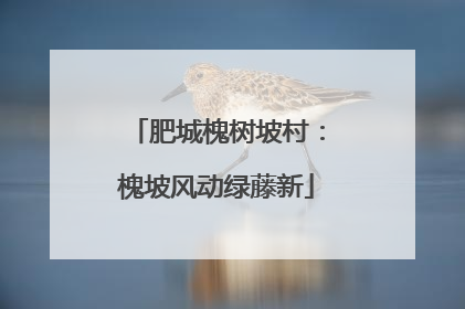 肥城槐树坡村：槐坡风动绿藤新