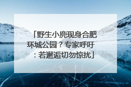 野生小麂现身合肥环城公园？专家呼吁：若邂逅切勿惊扰