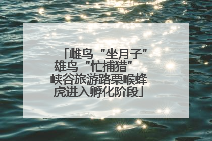 雌鸟“坐月子”雄鸟“忙捕猎” 峡谷旅游路栗喉蜂虎进入孵化阶段