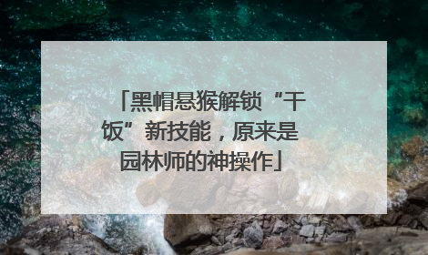 黑帽悬猴解锁“干饭”新技能，原来是园林师的神操作
